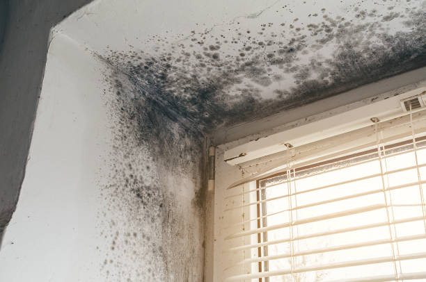 Affordable Bathroom Mold Removal solutions in Honey Grove, TX
