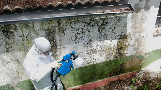 Top rated local Bathroom Mold Removal specialists in Honey Grove, TX